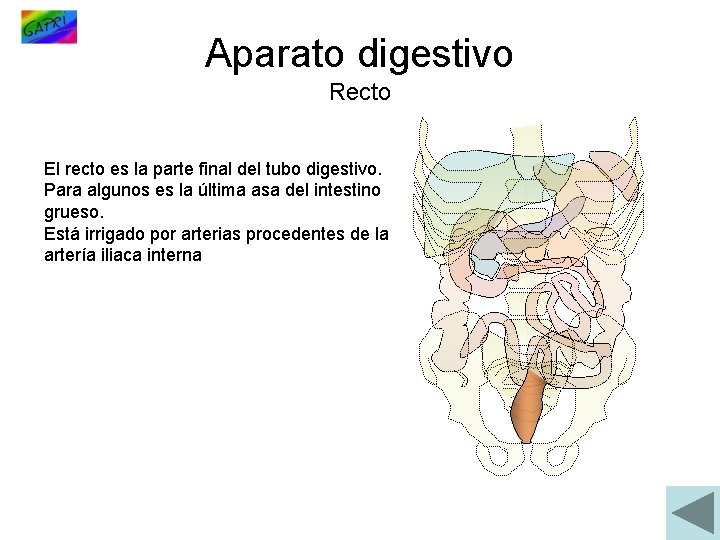 Aparato digestivo Recto El recto es la parte final del tubo digestivo. Para algunos