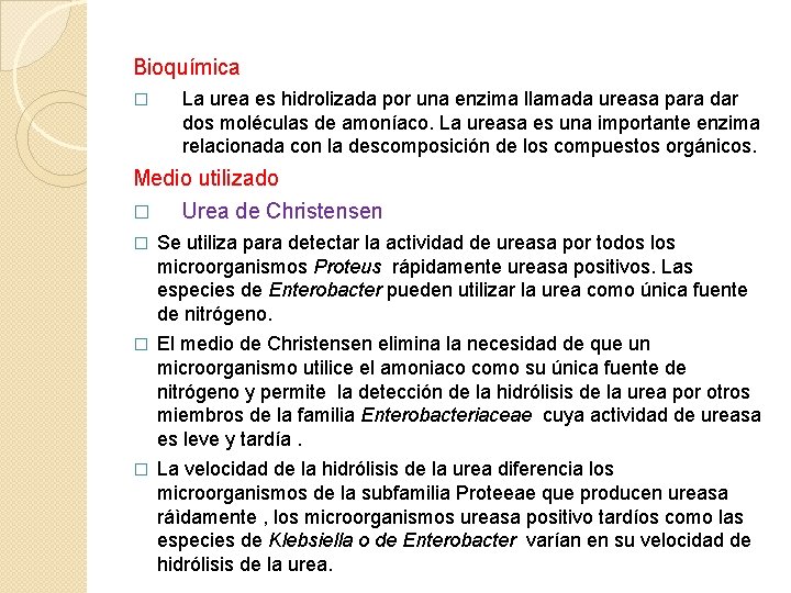 Bioquímica � La urea es hidrolizada por una enzima llamada ureasa para dar dos