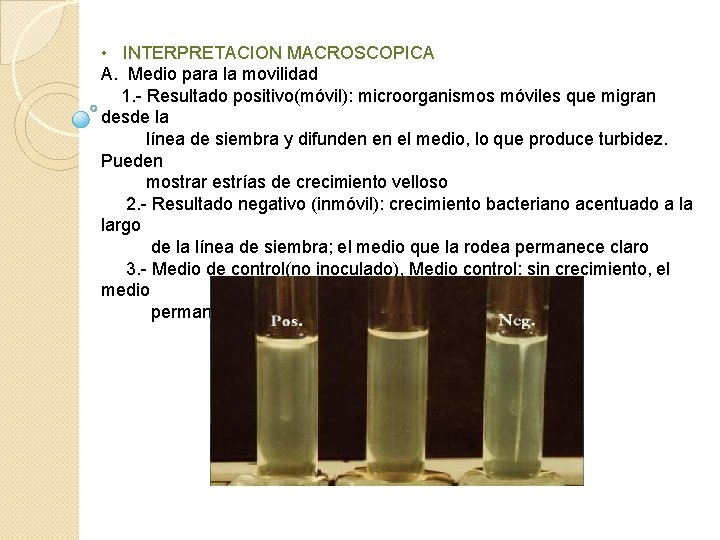  • INTERPRETACION MACROSCOPICA A. Medio para la movilidad 1. - Resultado positivo(móvil): microorganismos