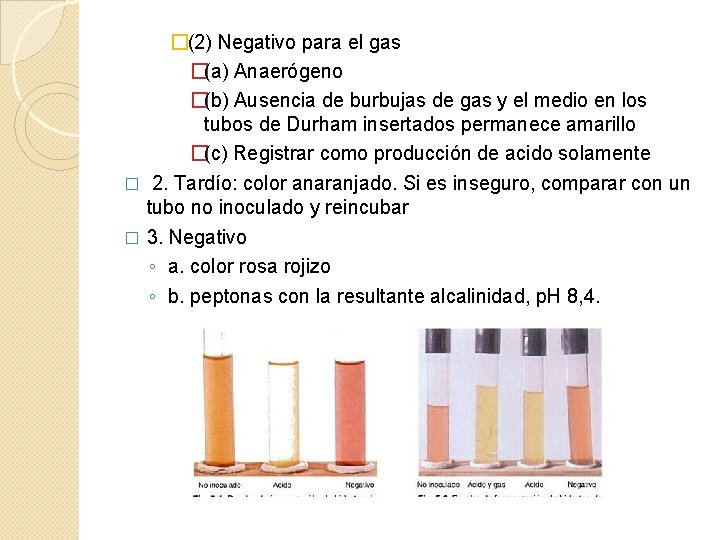 �(2) Negativo para el gas �(a) Anaerógeno �(b) Ausencia de burbujas de gas y