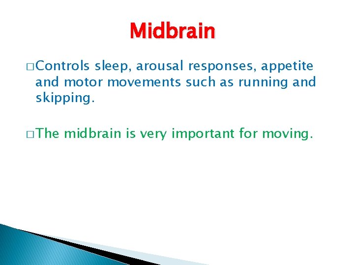 Midbrain � Controls sleep, arousal responses, appetite and motor movements such as running and