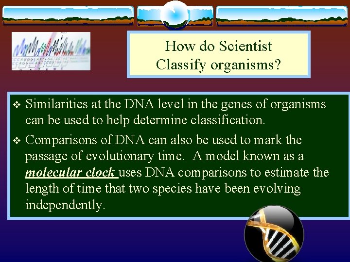 How do Scientist Classify organisms? Similarities at the DNA level in the genes of