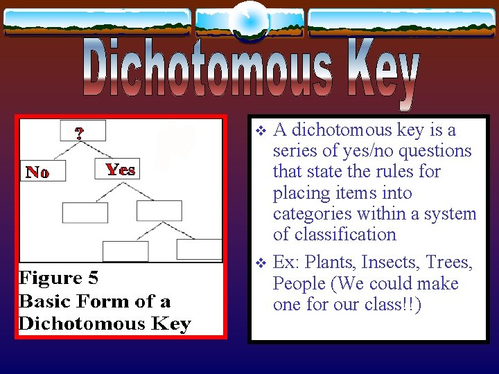 A dichotomous key is a series of yes/no questions that state the rules for