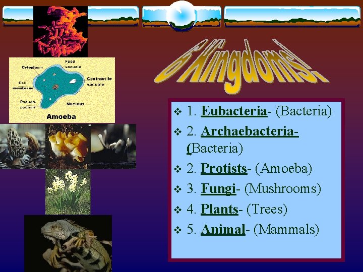 1. Eubacteria- (Bacteria) v 2. Archaebacteria(Bacteria) v 2. Protists- (Amoeba) v 3. Fungi- (Mushrooms)