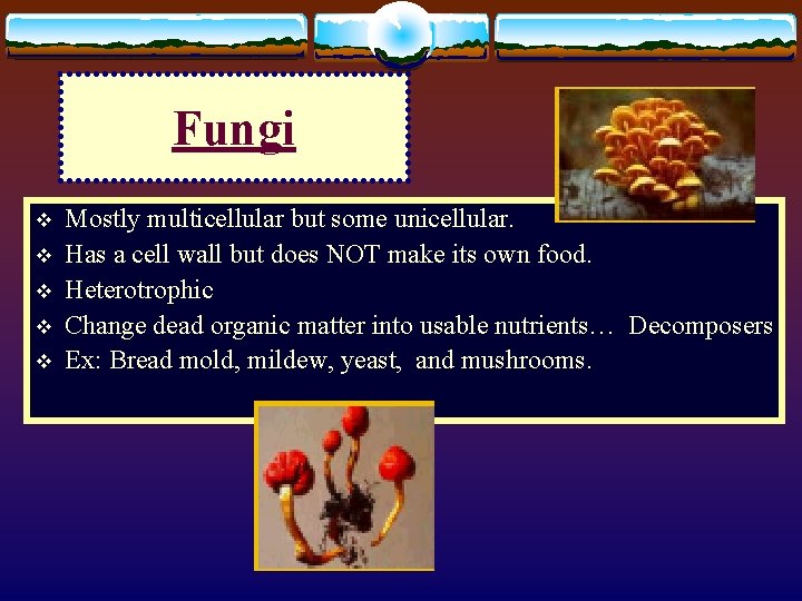 Fungi v v v Mostly multicellular but some unicellular. Has a cell wall but