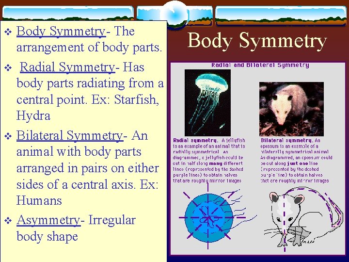 Body Symmetry- The arrangement of body parts. v Radial Symmetry- Has body parts radiating