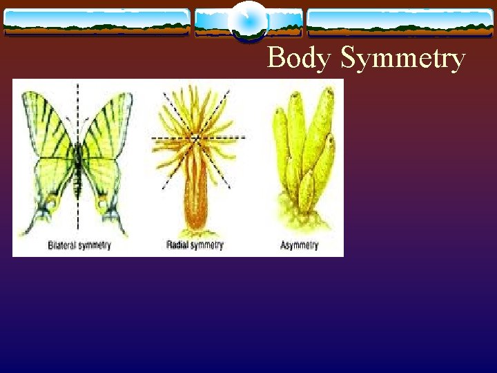 Body Symmetry 