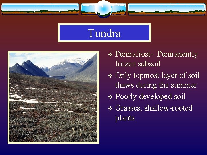 Tundra Permafrost- Permanently frozen subsoil v Only topmost layer of soil thaws during the