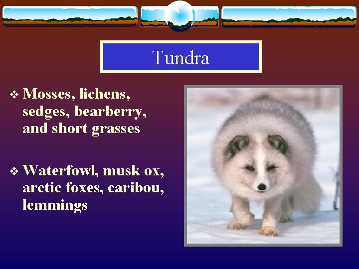 Tundra v Mosses, lichens, sedges, bearberry, and short grasses v Waterfowl, musk ox, arctic