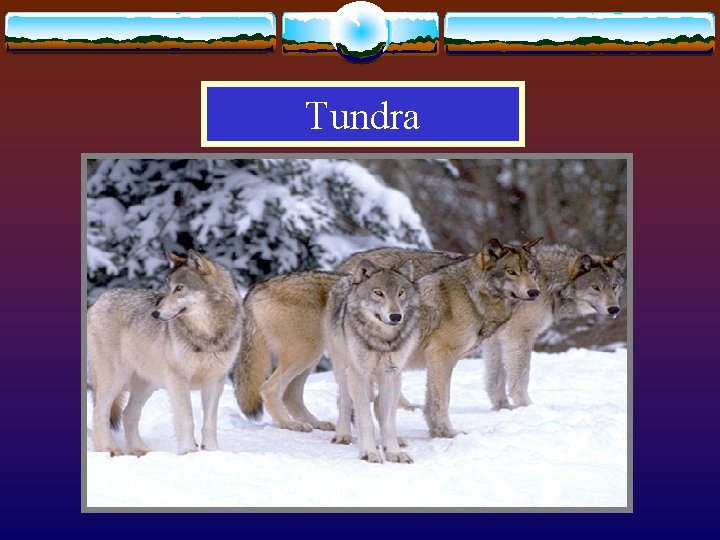 Tundra 