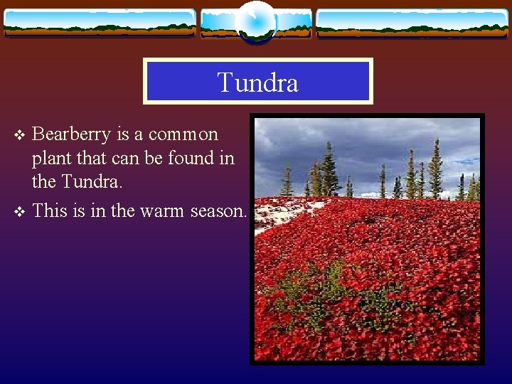 Tundra Bearberry is a common plant that can be found in the Tundra. v