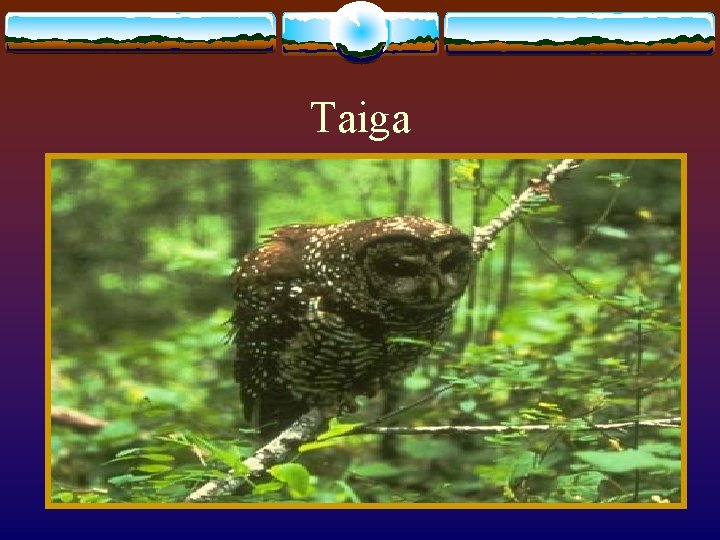 Taiga 