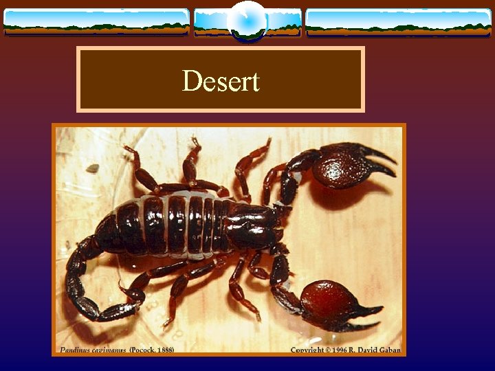 Desert 