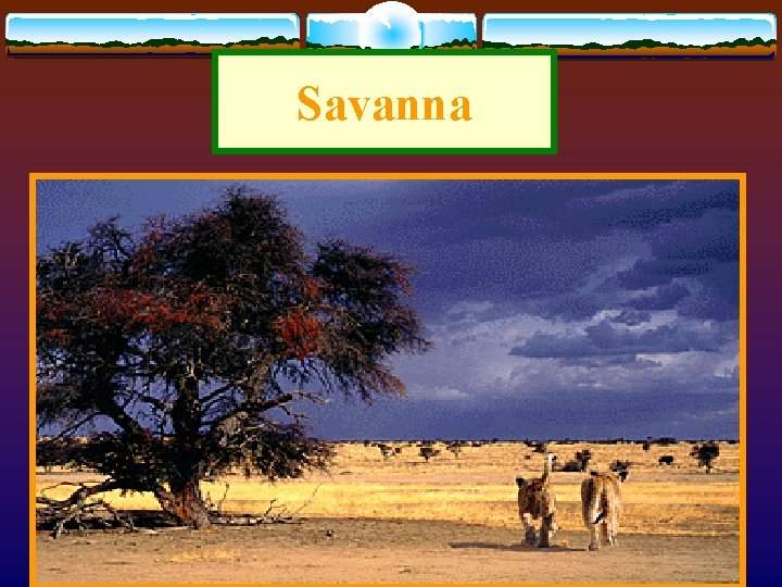 Savanna 