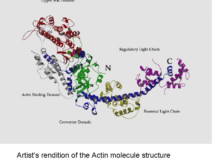 Artist’s rendition of the Actin molecule structure 