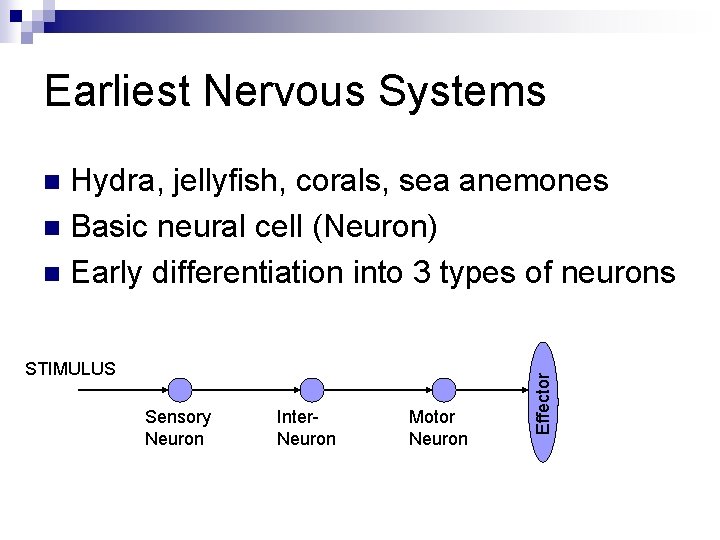 Earliest Nervous Systems Hydra, jellyfish, corals, sea anemones n Basic neural cell (Neuron) n