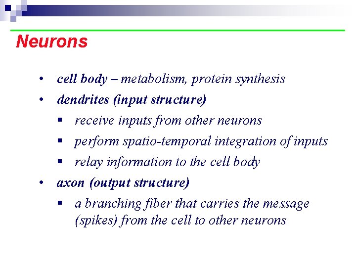 Neurons • cell body – metabolism, protein synthesis • dendrites (input structure) § receive