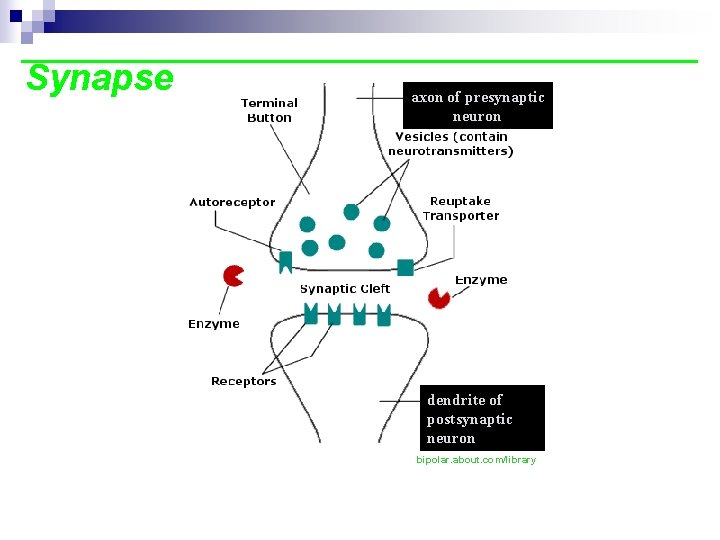 Synapse axon of presynaptic neuron dendrite of postsynaptic neuron bipolar. about. com/library 