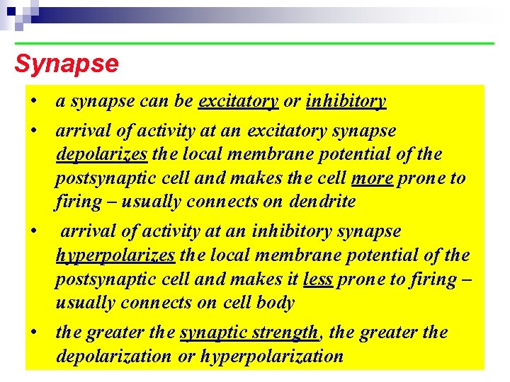Synapse • a synapse can be excitatory or inhibitory • arrival of activity at