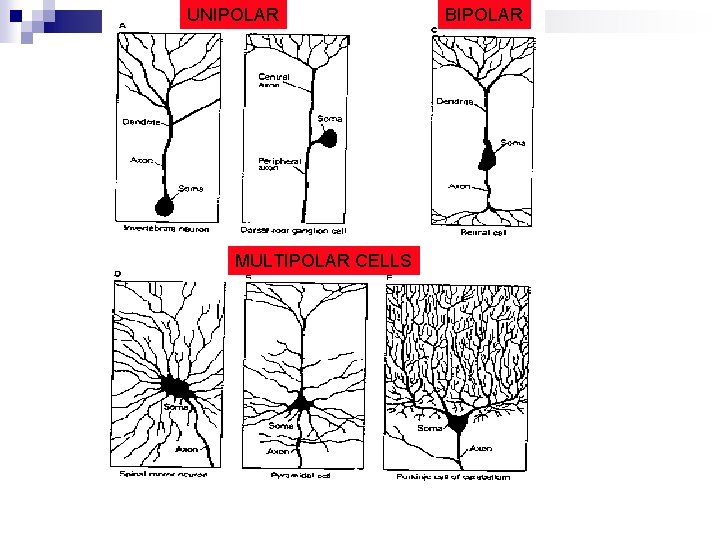 UNIPOLAR MULTIPOLAR CELLS BIPOLAR 