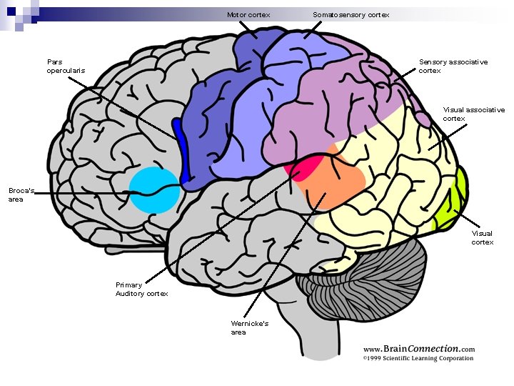 Motor cortex Somatosensory cortex Sensory associative cortex Pars opercularis Visual associative cortex Broca’s area