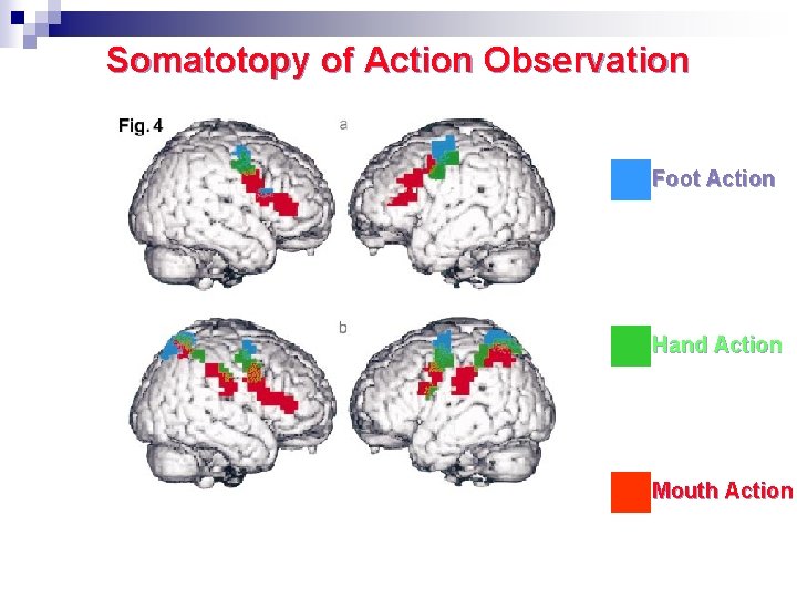 Somatotopy of Action Observation Foot Action Hand Action Mouth Action Buccino et al. Eur