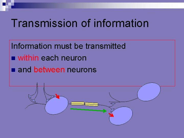 Transmission of information Information must be transmitted n within each neuron n and between