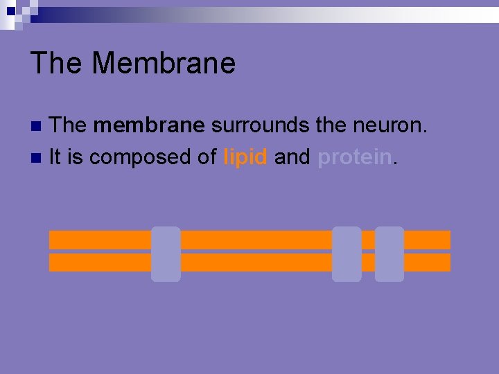The Membrane The membrane surrounds the neuron. n It is composed of lipid and