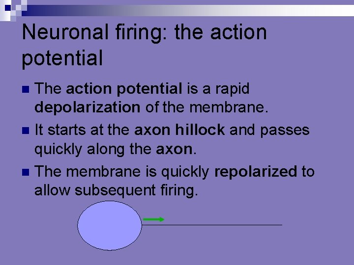 Neuronal firing: the action potential The action potential is a rapid depolarization of the