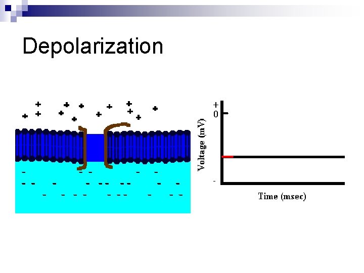 Depolarization 