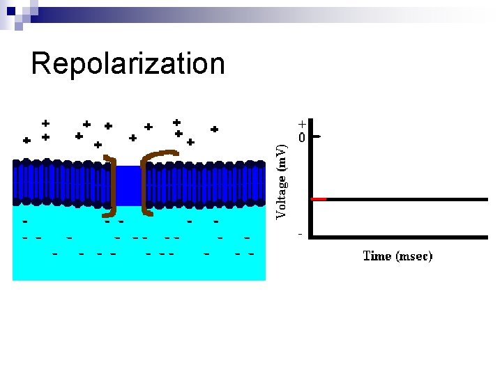 Repolarization 