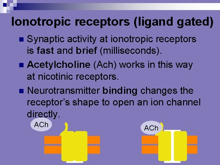 Ionotropic receptors (ligand gated) Synaptic activity at ionotropic receptors is fast and brief (milliseconds).