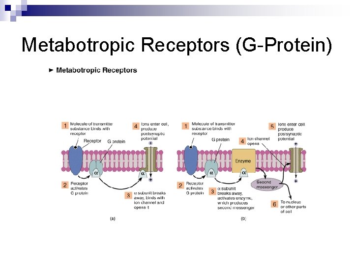 Metabotropic Receptors (G-Protein) 