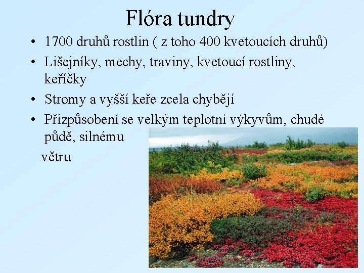Flóra tundry • 1700 druhů rostlin ( z toho 400 kvetoucích druhů) • Lišejníky,