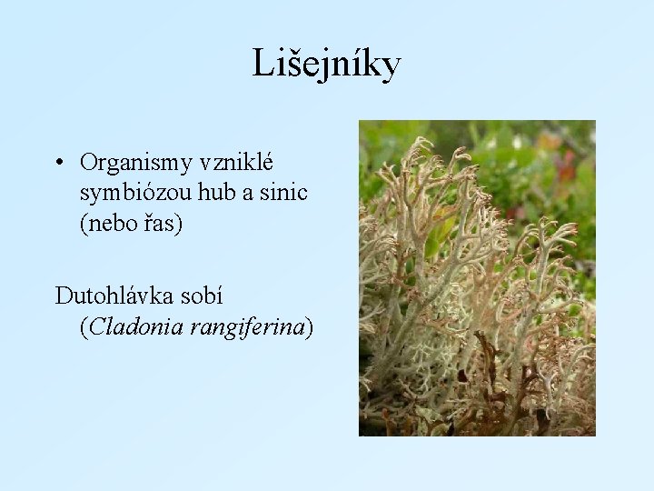 Lišejníky • Organismy vzniklé symbiózou hub a sinic (nebo řas) Dutohlávka sobí (Cladonia rangiferina)