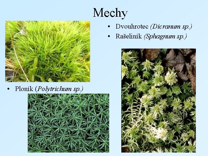  Mechy • Dvouhrotec (Dicranum sp. ) • Rašeliník (Sphagnum sp. ) • Ploník