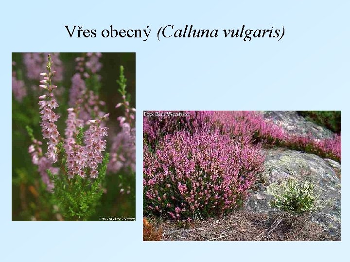 Vřes obecný (Calluna vulgaris) 