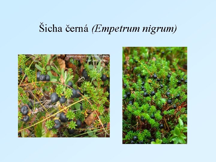 Šicha černá (Empetrum nigrum) 