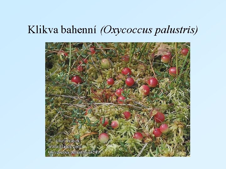 Klikva bahenní (Oxycoccus palustris) 