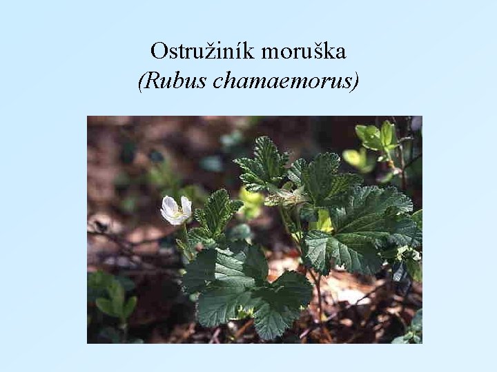 Ostružiník moruška (Rubus chamaemorus) 