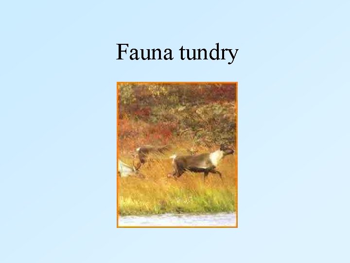  Fauna tundry 