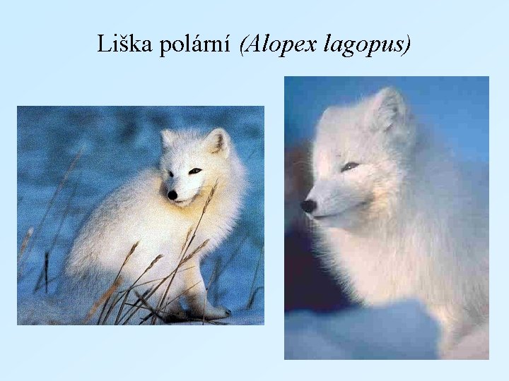 Liška polární (Alopex lagopus) 
