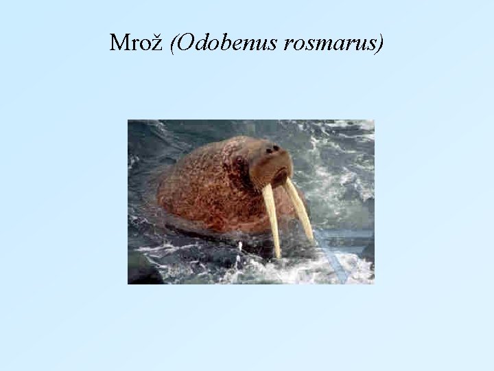 Mrož (Odobenus rosmarus) 