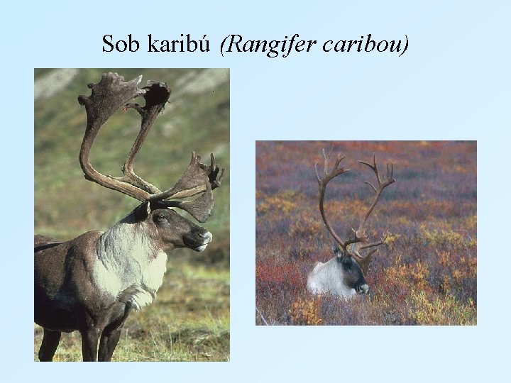 Sob karibú (Rangifer caribou) 