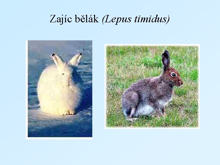 Zajíc bělák (Lepus timidus) 