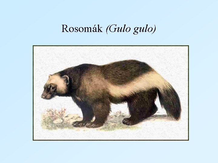 Rosomák (Gulo gulo) 