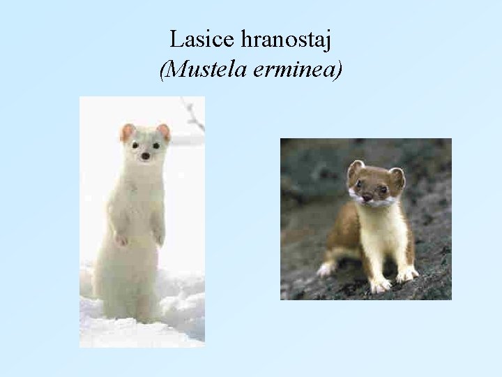 Lasice hranostaj (Mustela erminea) 