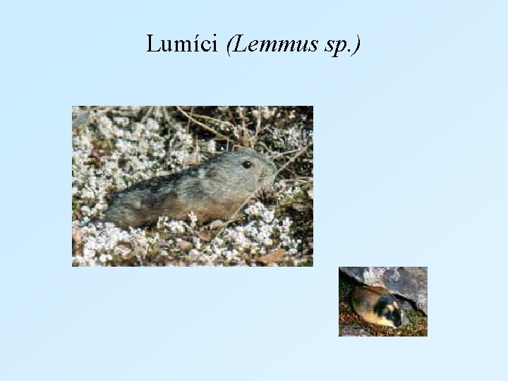 Lumíci (Lemmus sp. ) 