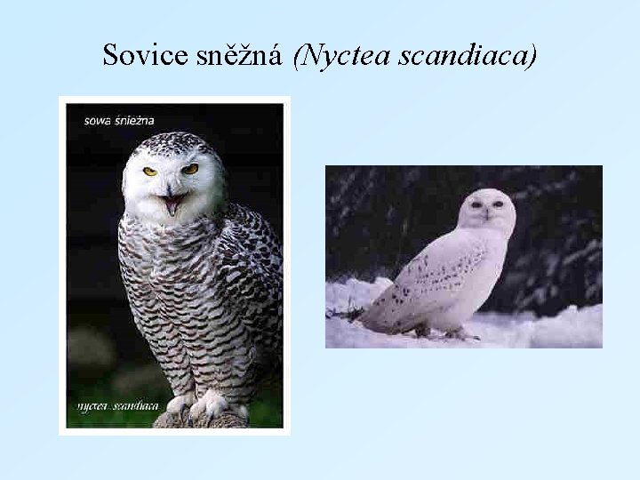 Sovice sněžná (Nyctea scandiaca) 