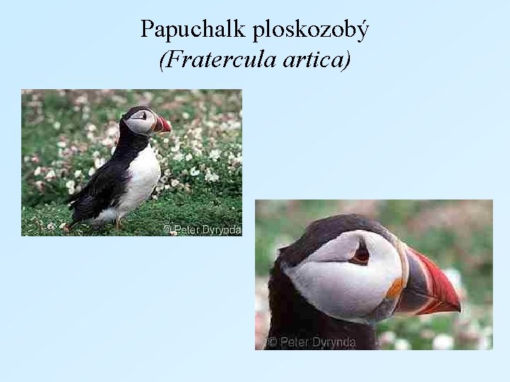 Papuchalk ploskozobý (Fratercula artica) 